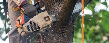 Best Lot and Land Clearing  in Pell City, AL