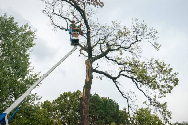 Best Palm Tree Trimming  in Pell City, AL